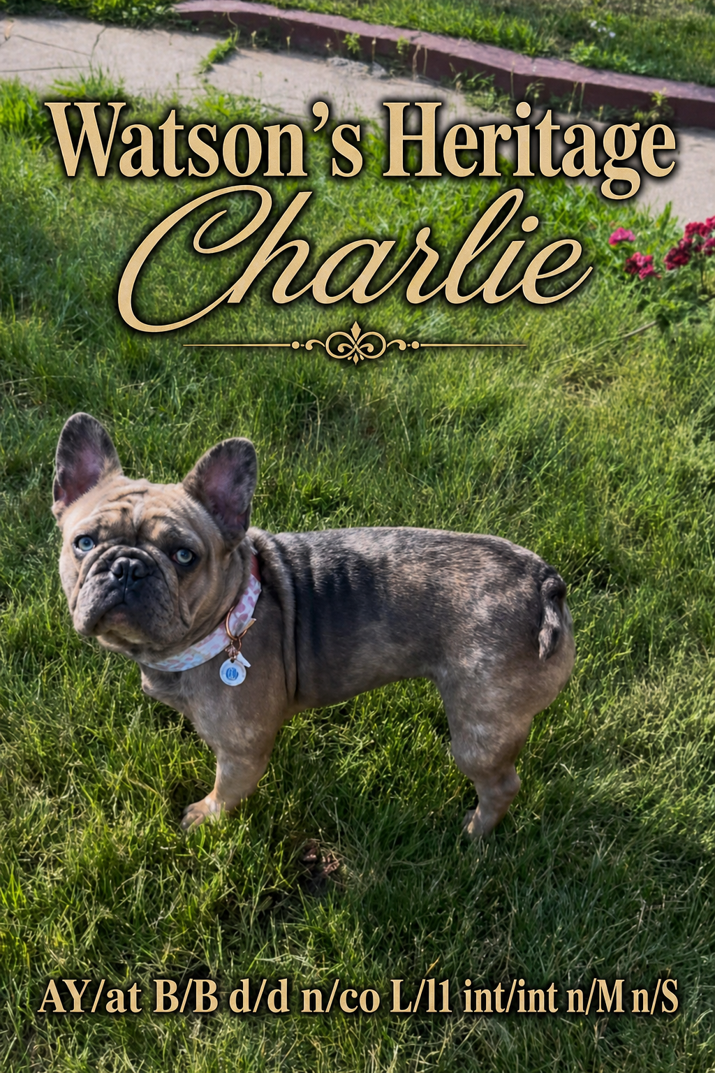 Watson's Heritage Charlie